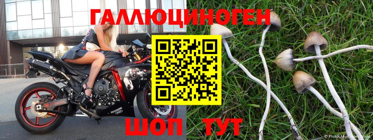 Псилоцибиновые грибы Cubensis Курчатов
